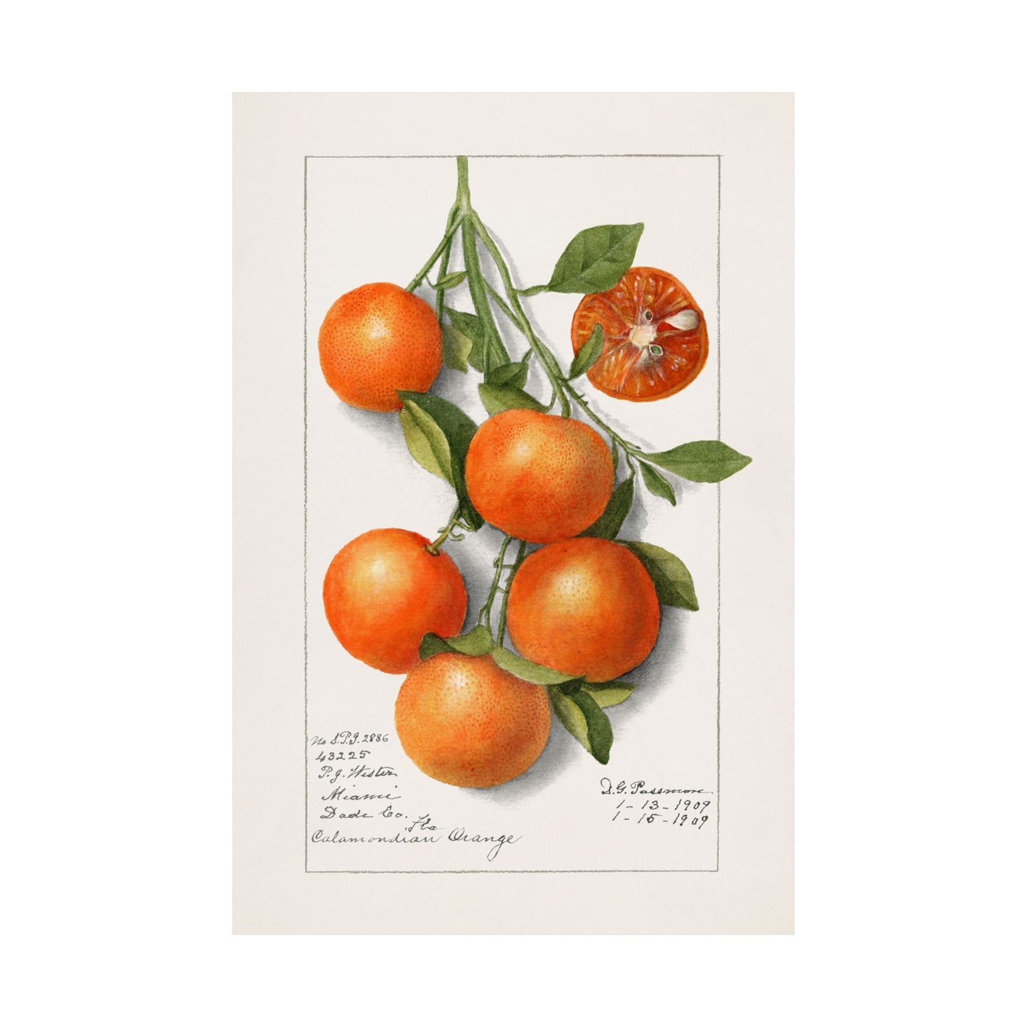 Vintage Oranges Poster Print