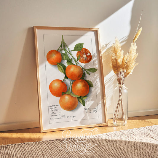 a picture of a bunch of oranges on a table