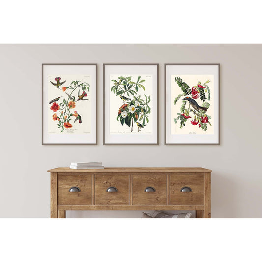 Set of 3 Vintage Birds & Flower Prints